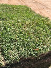 We did not find results for: Shelby Sod Sod Sod Farm Emerald Zoysia Centipede Bermuda