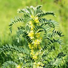 Image result for Astragalus