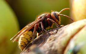Die hornisse, auch vespa crabro genannt, ist die größte faltenwespe mitteleuropas. Hornissen Bekampfen Kammerjager Hornissen Entfernen