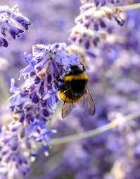 Honey bee insect beehive, bees in the air, simple, insects png. Cute Bumblebee On The Lavender By Ilonyart Bee On Flower Cute Bee Bee