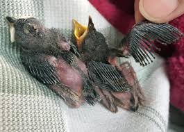 Finally the baby bird sat in the middle of 8 cats and it was bedtime and i took him inside. Birder S Eye View Watch Nest Building Babies News The Augusta Chronicle Augusta Ga