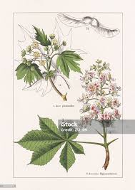 Image result for Sapindaceae