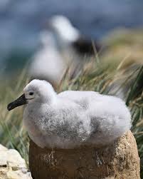 Ray & Sue (@travelandwildlifephotography) • Instagram photos and videos