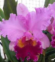 Image result for Richardsiella