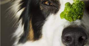 Can Dogs Eat Broccoli Petfinder