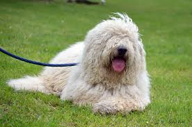 Image result for Komondor