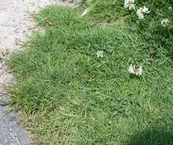 Image result for Agrostis