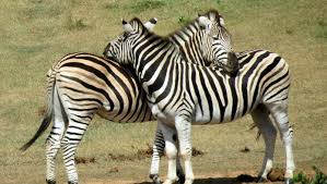 Top 10 interesting facts about horse. Zebras Fun Facts What Color Are They Are They Horses
