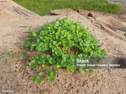 Image result for Macrotyloma uniflorum