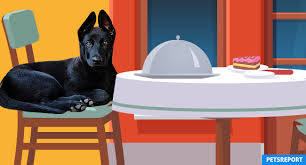 You deserve only the best! Best Dog Friendly Activities In Denver Pets Report