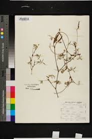 Image result for Tephrosia argyrolampra