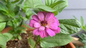 My First Zinnia Blooming Timelapse Youtube