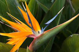 La Flor Mas Bella Birds Of Paradise Plant Farm Nursery Plants