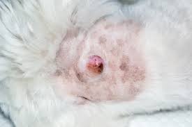 Newly updated 2021 guide to canine skin diseases and conditions. Lumps And Bumps On Pets When To Make A Mountain Out Of A Molehill Scripps Ranch Veterinary Hospital