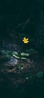 Enjoy and share your favorite beautiful hd wallpapers and background images. 1080x2400 Wallpapers Wallpaperlabs Hd Flower Wallpaper Nature Iphone Wallpaper Grass Wallpaper