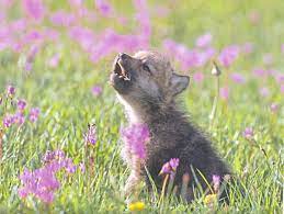 Baby Insanity Wolf Know Your Meme