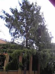 The branches of the tree droop slightly in a weeping fashion. Norway Spruce
