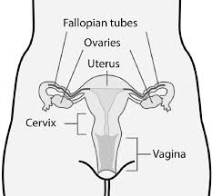 This diagram depicts female reproductive organs with parts and labels. Schematic Drawing Of Female Reproductive Organs Frontal View 2007 Download Scientific Diagram