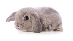 Get fresh air while visiting cute animals and barnyard pets on these local new jersey farms. Pet Wise Learn All You Can Before Hopping Into Bunny Ownership Carroll County Times