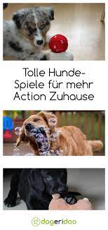 Weitere ideen zu hunde spiele, hundespiele, hunde. Hundespiele Fur Zu Hause Dogeridoo Hundespiele Hunde Spiele Hunde