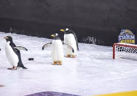 *club penguin rewritten will send your parent an email with an activation code. Stadium Series They Let Real Live Penguins On The Ice At Heinz Field Pittsburgh Post Gazette