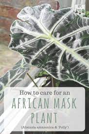 Alocasia Polly Alocasia Amazonica African Mask Plant Care Houseplant Central African Plants Plant Care Houseplant Plants