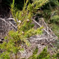 Image result for Cliffortia