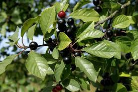 Cascara sagrada