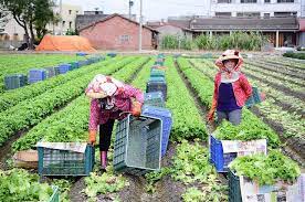 雲林 麥寮 台灣生菜村 大地孕育出冬日最陽光的笑顏 許傑 旅行圖中 edible landscaping landscape edible