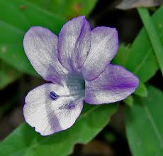 Image result for Barleria capitata