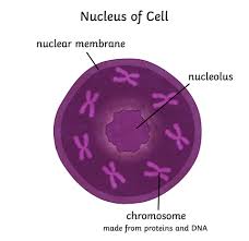According to the definition, animal cell is the dominant tissue cell in animals. What Is An Animal Cell Definition And Functions Twinkl