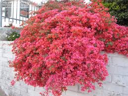 Flower bracts available in a range of colours. Plantfiles Pictures Bougainvillea Bambino Baby Sophia Bougainvillea By Randallsd