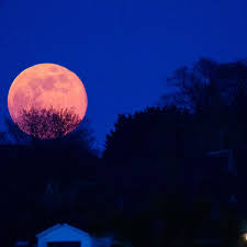 The super pink moon of 2021 rises tonight, but it won't look pink. Gw1sr Cxhgisvm