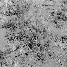 Image result for Geigeria burkei