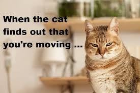 Moving House Cat Meme Show Me A Cat That Wants To Move Funny Animal Pictures Funny Cats Cute Funny Animals