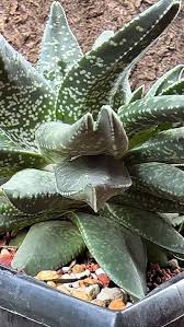 Image result for Ceropegia burchelliana