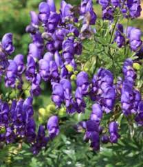 See different cultivars, colors, and everything in between. Purple Flower Names Enlisted With A Beautiful Photo Gallery Gardenerdy