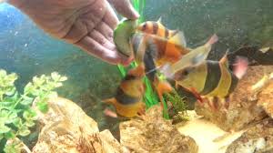 We did not find results for: Clown Loach For Sale Haverhill Youtube Clown Loach Oscar Fish Clown