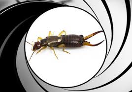 Currently providing pest and termite control services to over 175 home owners associations. Earwig Control San Diego License To Kill Pest Control Of San Diego