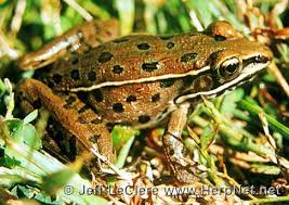 Image result for Leptochloa obtusiflora