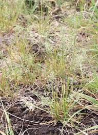 Image result for Poa binata
