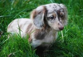 A full variety of coats patterns, colors, english creams, piebalds and dapples. Photo Gallery Washington State Dachshunds Our Past Present Puppies And Adults Dachshund Puppies Daschund Puppies Dapple Dachshund