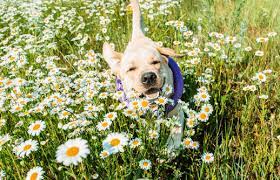 Corticosteroids Cat Dog 20 Natural Alternatives Elicats It