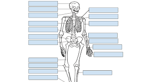 Human body diagram worksheets anatomy labeling. Skeleton Labeling