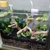 If you're looking for something different, the is the one for your betta fish. Https Encrypted Tbn0 Gstatic Com Images Q Tbn And9gcqhwopkrzzgoa7k2tnyxmuzvsofvmhjwk6hkbmlrwzdt3zbbgrv Usqp Cau