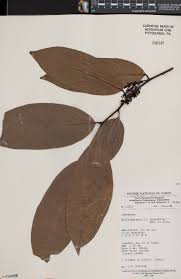 Image result for Beilschmiedia michelsonii