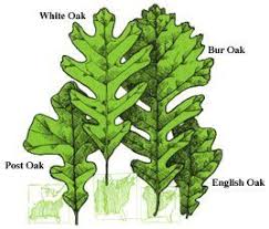 Tree Finder Leaf Identification Part 3 Oak Leaf