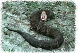 Florida Venomous Snakes Poisonous Snake Pictures