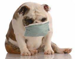 Learn how to spot the early warning signs & causes of fluid developing in the lung. Primary Lung Tumors Part 2 Dog Cancer Blog