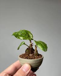 Image result for Drimiopsis maculata